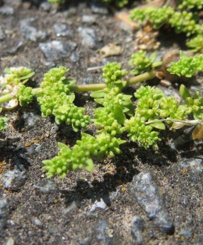 Fotografia de capa Herniaria glabra - do Jardim Botânico