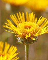 Fotografia da espécie Inula montana