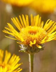 Inula montana