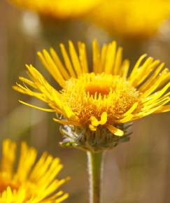 Fotografia da espécie Inula montana