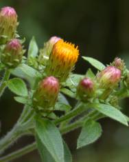 Fotografia da espécie Inula conyza