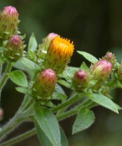 Fotografia da espécie Inula conyza