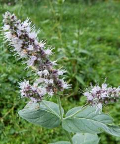 Fotografia da espécie Mentha longifolia