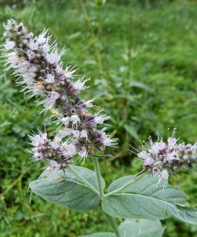 Fotografia de capa Mentha longifolia - do Jardim Botânico