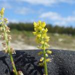 Fotografia 5 da espécie Melilotus indicus do Jardim Botânico UTAD