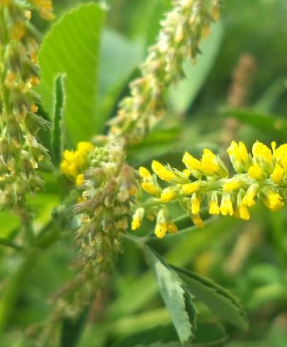 Fotografia de capa Melilotus indicus - do Jardim Botânico