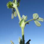 Fotografia 4 da espécie Medicago minima do Jardim Botânico UTAD