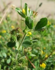 Medicago minima