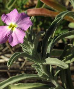 Fotografia da espécie Malcolmia littorea