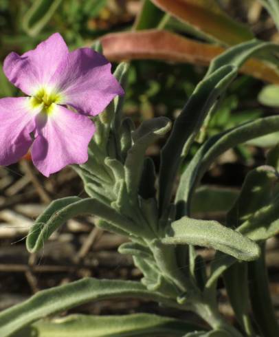 Fotografia de capa Malcolmia littorea - do Jardim Botânico