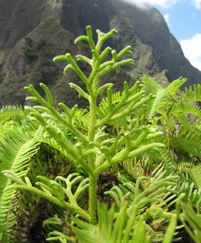 Fotografia de capa Lycopodiella cernua - do Jardim Botânico