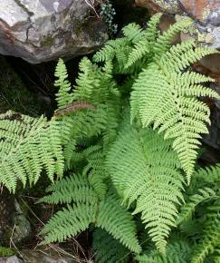 Fotografia da espécie Dryopteris expansa