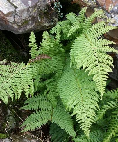 Fotografia de capa Dryopteris expansa - do Jardim Botânico