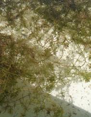 Elodea canadensis