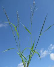 Fotografia da espécie Eragrostis pilosa