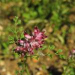 Fotografia 5 da espécie Fumaria densiflora do Jardim Botânico UTAD