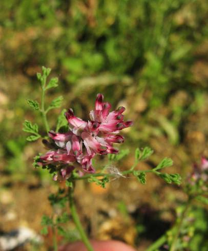 Fotografia de capa Fumaria densiflora - do Jardim Botânico