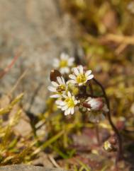 Erophila verna