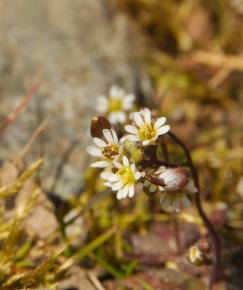 Fotografia da espécie Erophila verna