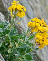 Erysimum cheiri