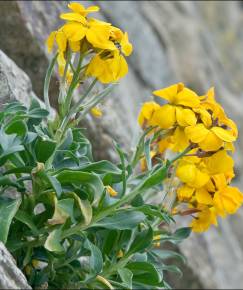 Fotografia da espécie Erysimum cheiri