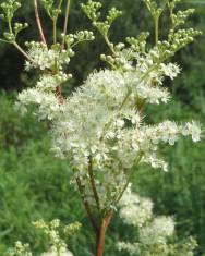 Fotografia da espécie Filipendula ulmaria