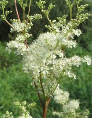 Filipendula ulmaria