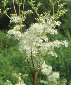 Fotografia da espécie Filipendula ulmaria