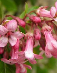 Escallonia rubra