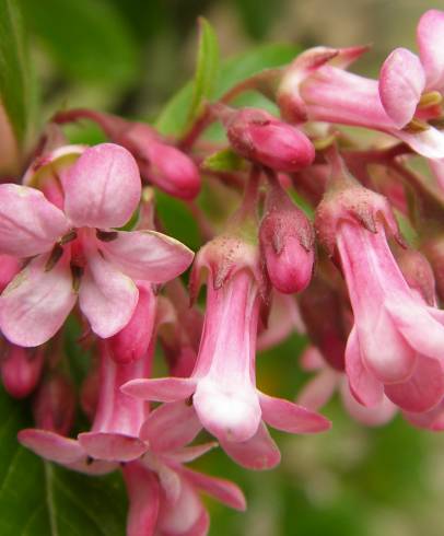 Fotografia de capa Escallonia rubra - do Jardim Botânico