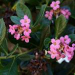 Fotografia 8 da espécie Escallonia rubra do Jardim Botânico UTAD