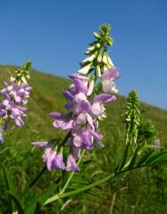 Galega officinalis