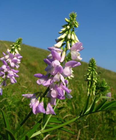 Fotografia de capa Galega officinalis - do Jardim Botânico