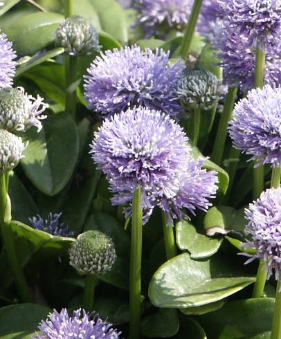 Fotografia de capa Globularia vulgaris - do Jardim Botânico