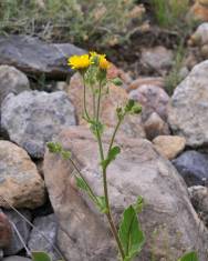 Fotografia da espécie Hieracium amplexicaule