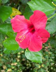 Hibiscus rosa-sinensis