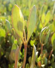 Fotografia da espécie Halimione portulacoides