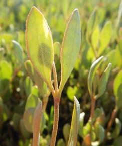 Fotografia da espécie Halimione portulacoides