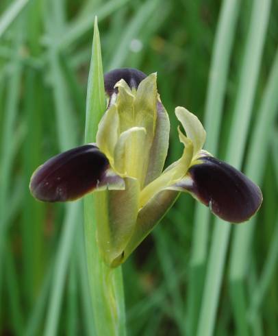 Fotografia de capa Iris tuberosa - do Jardim Botânico
