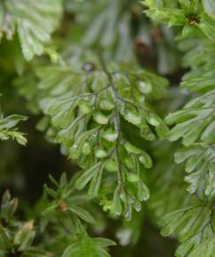 Fotografia da espécie Hymenophyllum tunbrigense