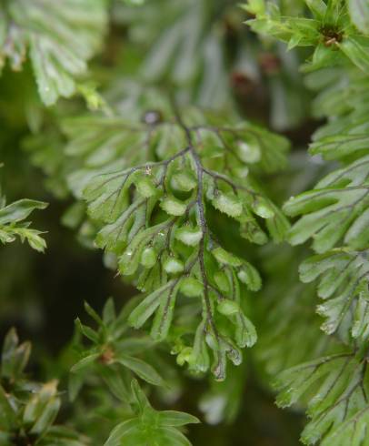 Fotografia de capa Hymenophyllum tunbrigense - do Jardim Botânico