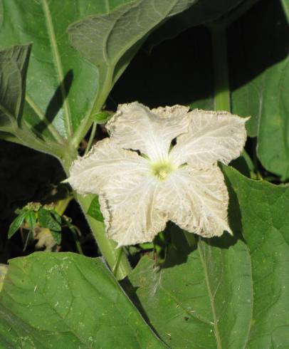 Fotografia de capa Lagenaria siceraria - do Jardim Botânico