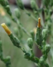 Fotografia da espécie Lactuca virosa