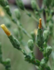 Lactuca virosa