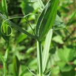 Fotografia 12 da espécie Lathyrus latifolius do Jardim Botânico UTAD