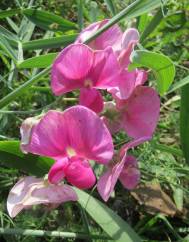 Lathyrus latifolius