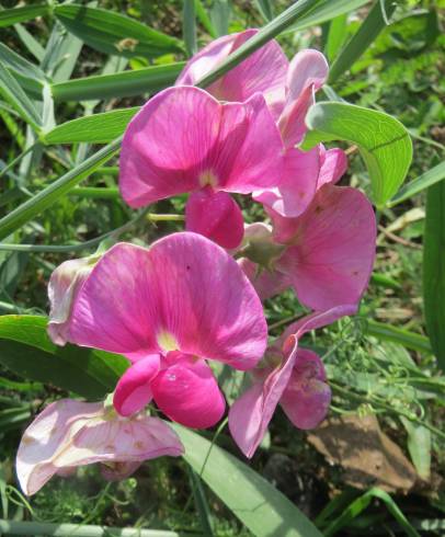 Fotografia de capa Lathyrus latifolius - do Jardim Botânico