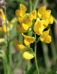 Lathyrus pratensis