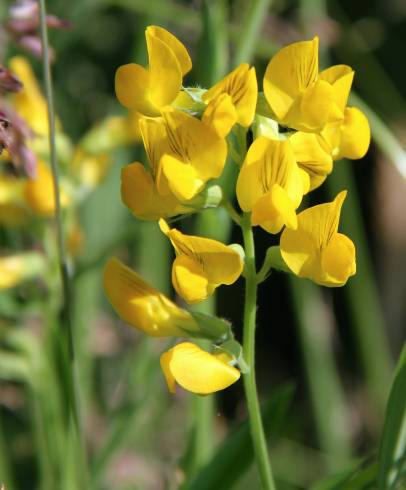 Fotografia de capa Lathyrus pratensis - do Jardim Botânico