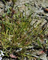 Fotografia da espécie Isolepis setacea